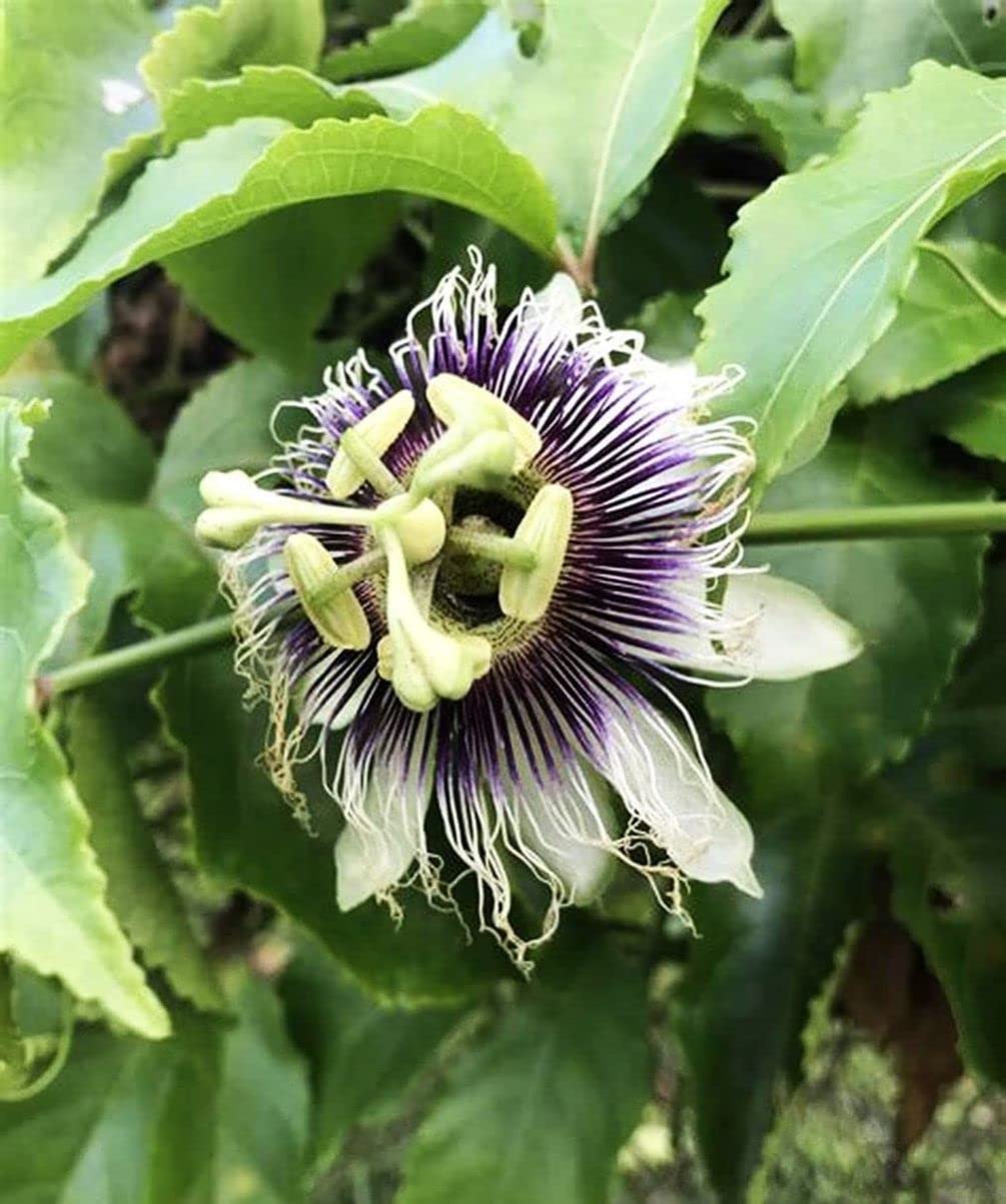 20+ Purple Passion Fruit Seeds (Edible Fruit) (Passiflora Incarnata) Cold Hardy Homegrown