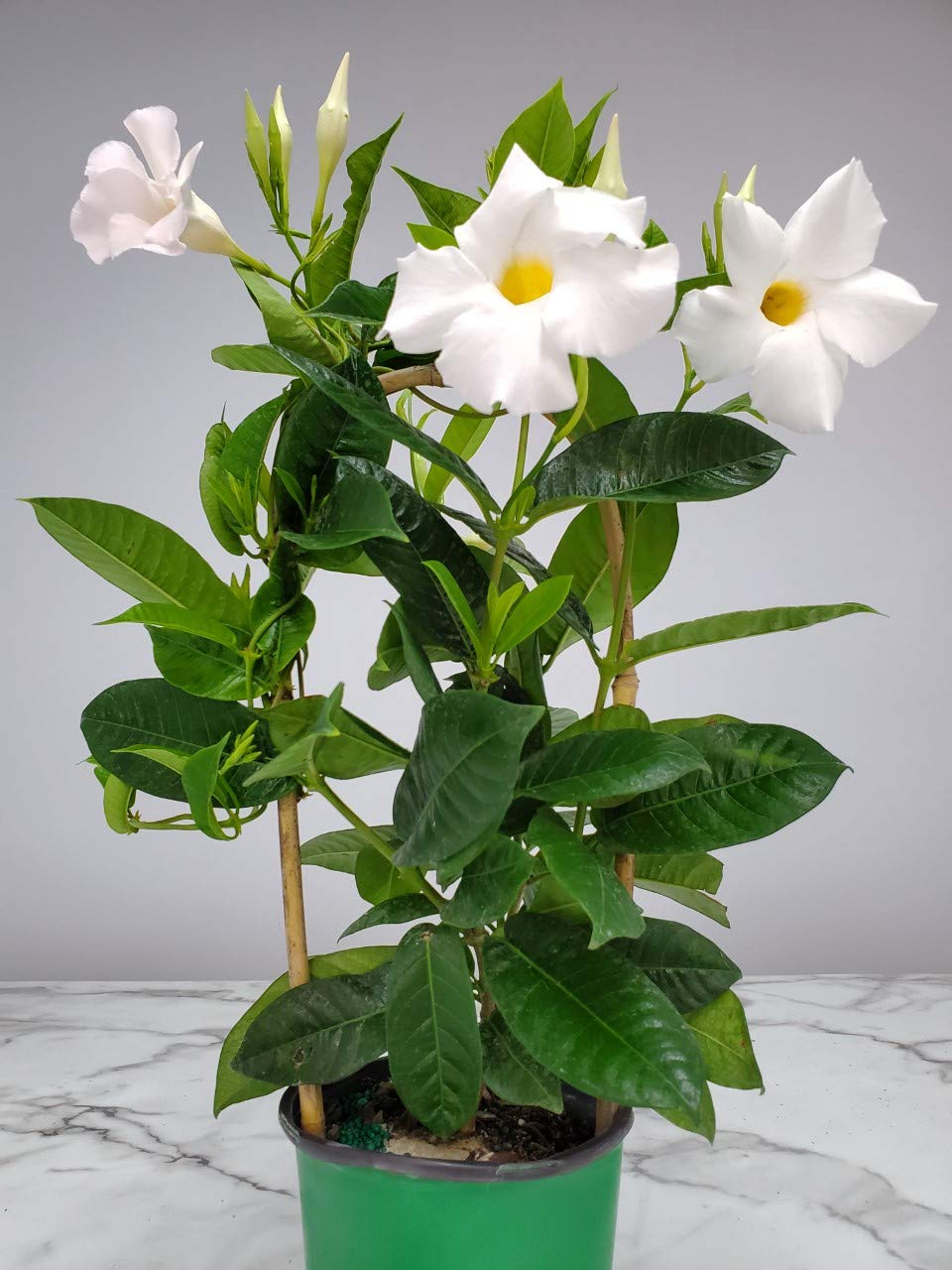 Tropical Plants of Florida White Mandevilla Trellis Live Plant - 1 Gallon 18 to 20 Inch Tall Tropical Flowering Vine Hoop Support Indoor Outdoor Patio Plant