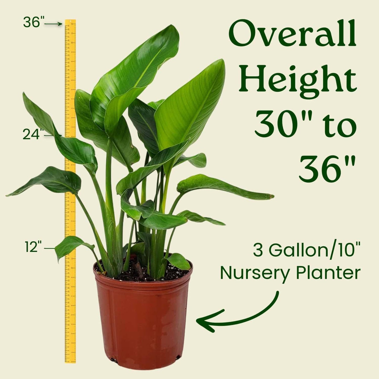 Tropical Plants of Florida White Bird of Paradise Live Plant - 3 Gallon 30 to 36 Inch Tall Indoor Outdoor Tropical Foliage Plant Large Strelitzia Nicolai Houseplant