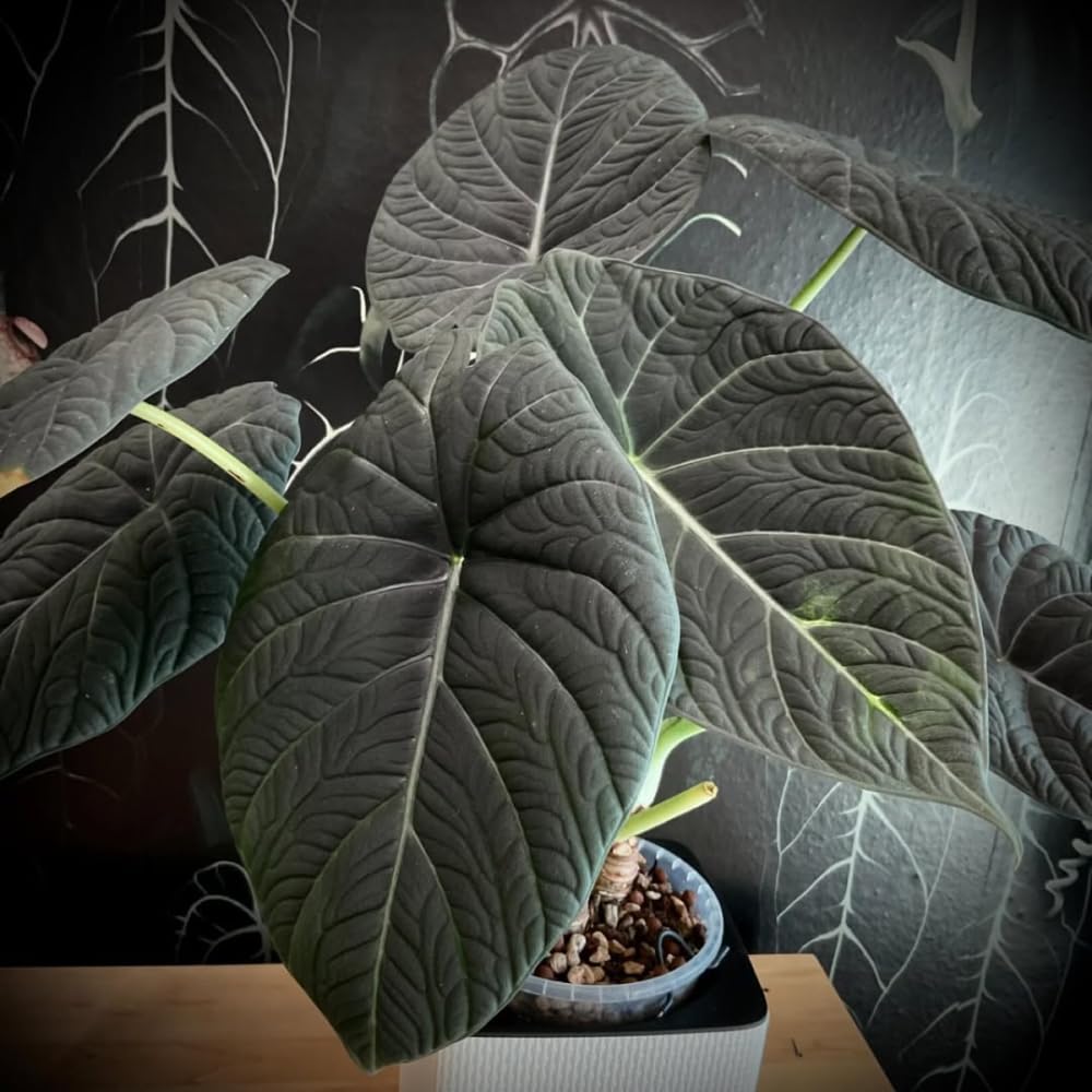 Alocasia Live Plant, Tropical Plant for Gift or Home Office Decor, Air Purifying, Rare Alocasia Plant Indoor from 2 to 4 Inches Tall (Grey Green)