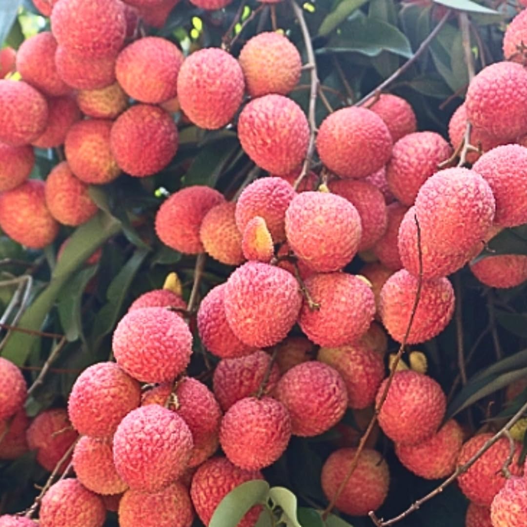 Live Sweetheart Lychee Fruit Tree, Perennial Tropical Lychee Fruit Trees, 3-4 Feet Tall in 3 Gallon Pot for Oudoor Garden, No Ship to CA