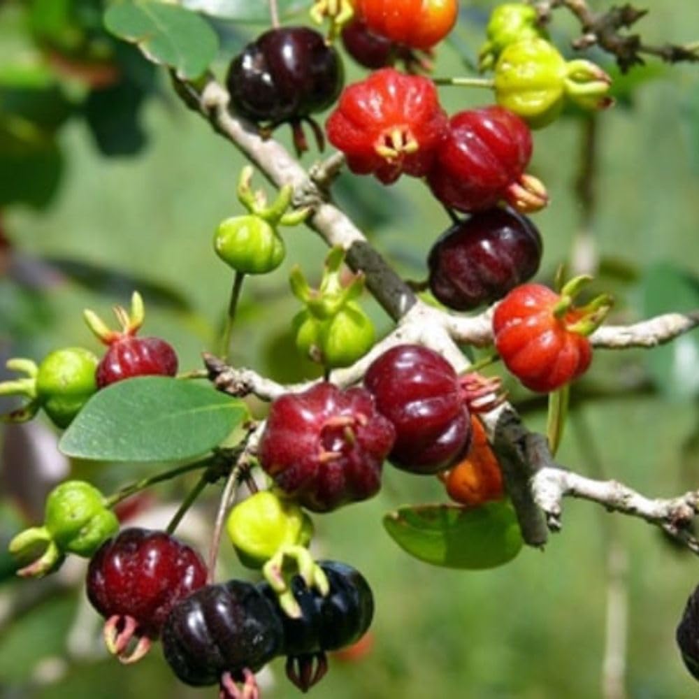 Surinam Cherry Live Plant 4–7" Tall, Surinam Cherry Plant, Tropical Edible Fruit Plant, Fast Growing, Suitable for Indoor Outdoor