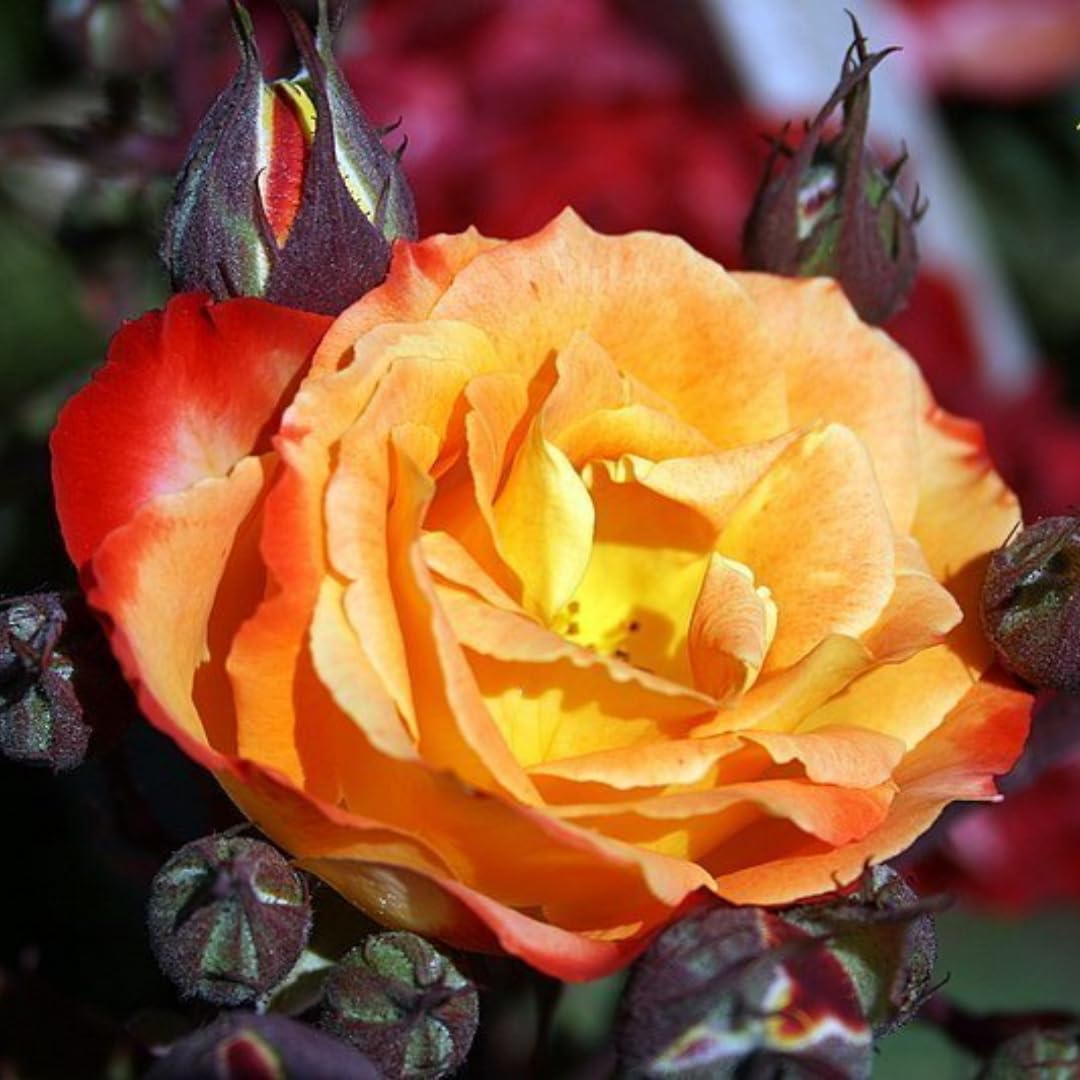 Orange Yellow Red Climbing Rose Live Plant, 6 Months Old Starter, Fragrant Purple Climbing Roses for Planting Outdoor, No Pot