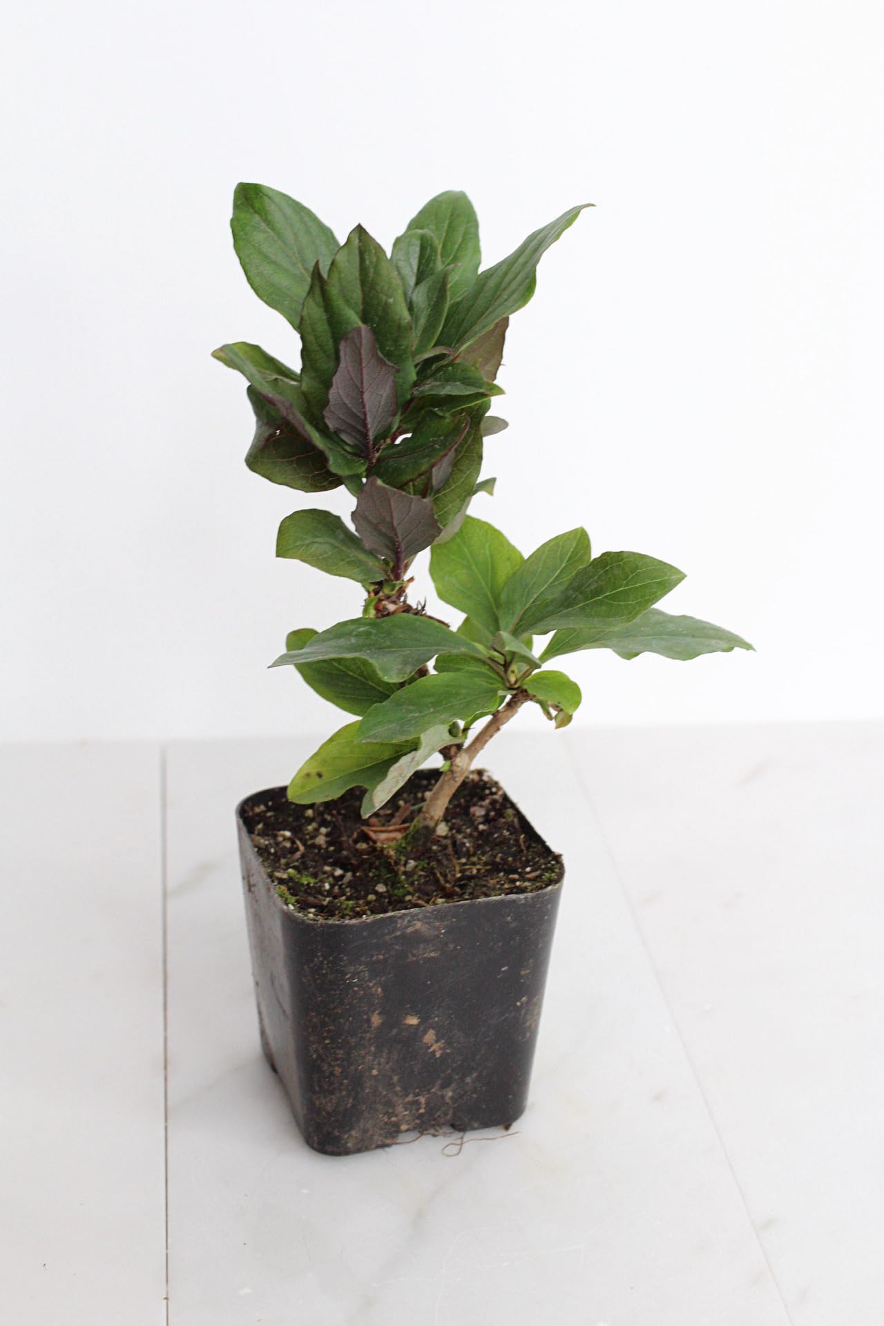 MyShelfie Purple Honeysuckle Vine Plant Fragrant Purple Flower (Lonicera Japonica Purpurea), Live Starter Plant with Purple Leaves, 2-Inch Pot