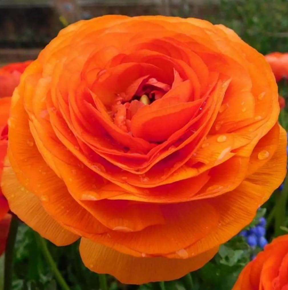 10pcs Orange Ranunculus Bulbs Fall Planting for Spring Blooms Easily Grown Flower Bulbs