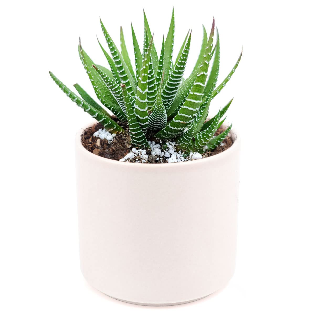 Haworthia Zebra Spiky Succulent Plant with Care Guide - Best Indoor Plants - Easy to Grow Succulents - Gift Ideas for Plant Lover - Low Light Succulents (4 inch)