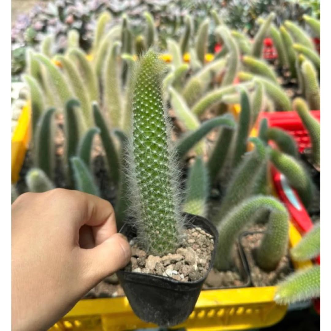 Trailing Monkey Tail Cactus Live Plant, Monkeys Tails Cactus for Hanging Basket, Size Starter in 2" Pot, Rare Succulent for Planting