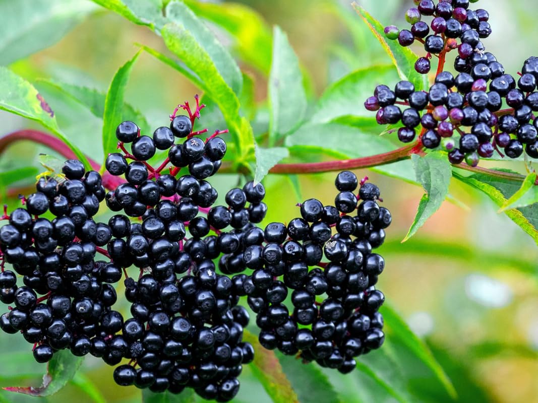 2 American Elderberry Trees Live Plants for Planting 6-12 Inch Tall, Black Elderberry Bush Live Plants, Sambucus Canadensis Elderberry Plants Live, Sweet Elderberries Fruit Trees, Bareroots
