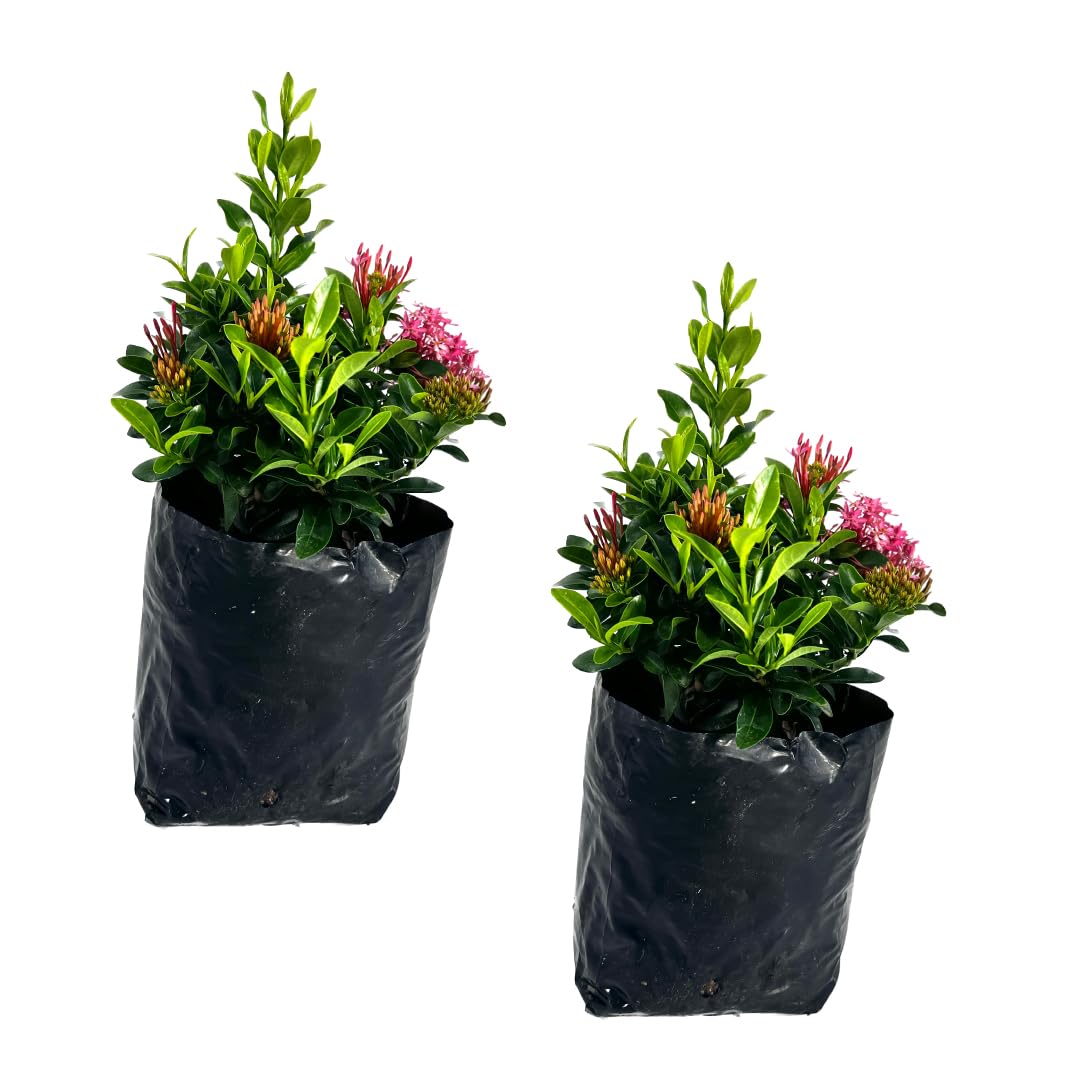 LEAL PLANTS ECUADOR Ixora Dwarf Pink (Pack of 2) | Vibrant Dwarf Pink Ixora Shrubs | Evergreen Indoor Plant |Low-Maintenance Natural Décor for Home & Garden | Live Tropical Plant | Flower Plants