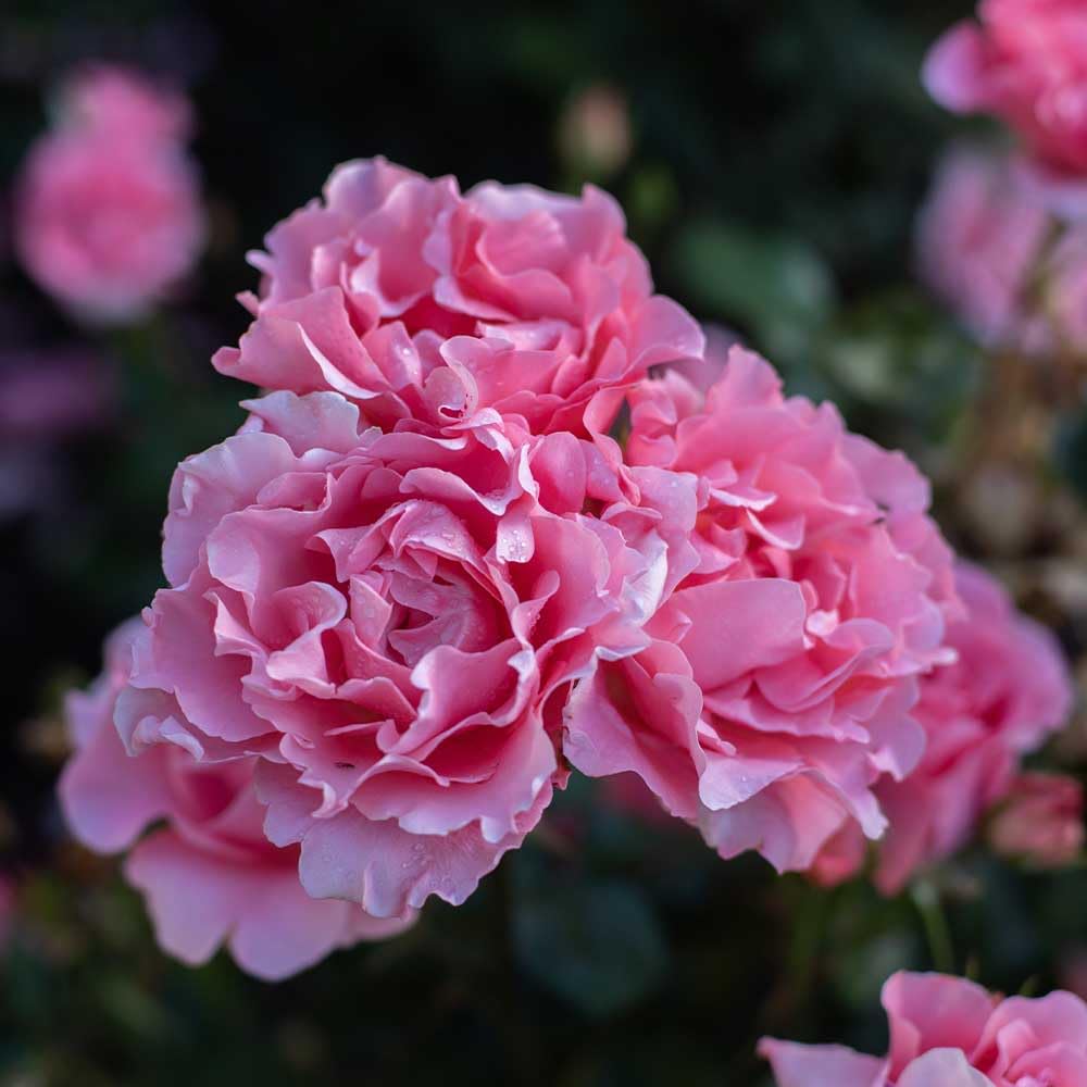Heirloom Roses Rose Plant - Paris de Yves St. Laurent ™ Pink Rose Bush, Hybrid Tea Live Plant for Planting Outdoors