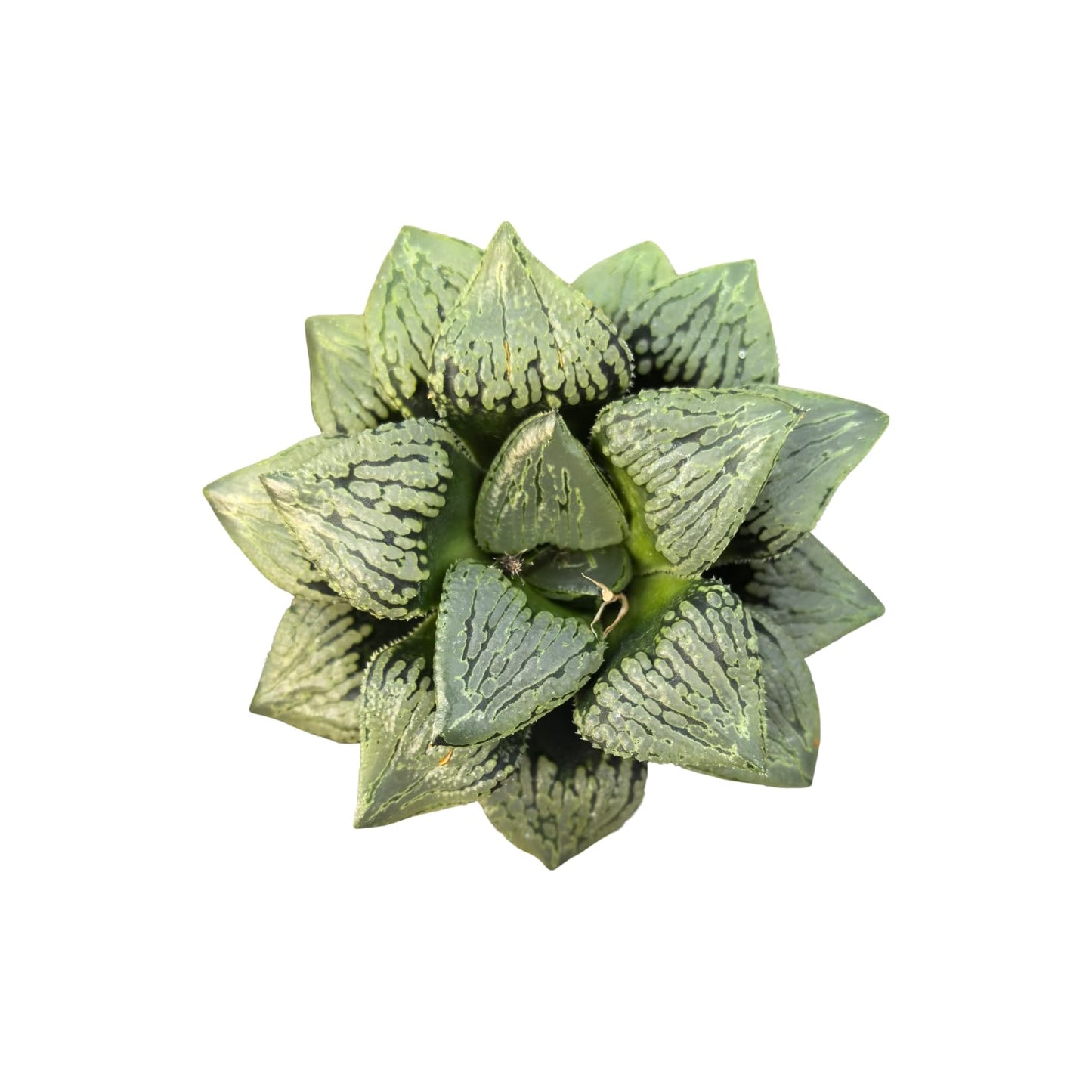 Haworthia Comptoniana Hybrid ‘Marilyn’ – Rare Succulent Plant – Unique Windowed Rosette – Live Indoor Plant – Easy Care – 2-Inch Nursery Pot – by 1am Succulents