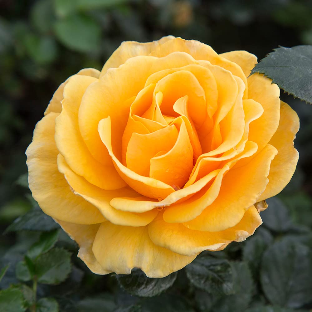 Heirloom Floribunda Roses, Live Own Root Plant for Outdoor Garden, St. Tropez®, Very Fragrant, Hardiness Zones: 5-9, Repeat Blooming