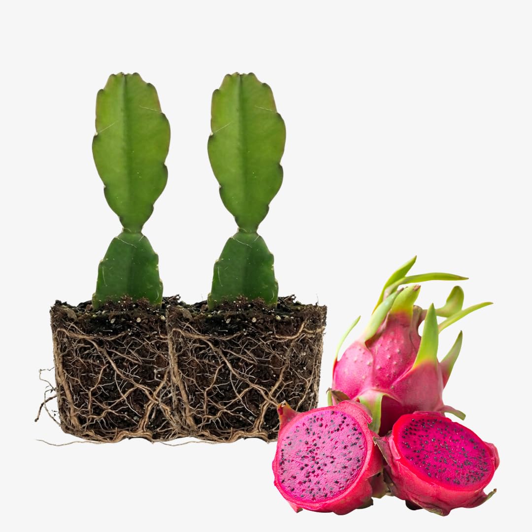 Set of 2 Live Dragon Fruit Plant, Dragonfruit Seedlings, Tropical Cactus Plant, 4-7 Inches Tall for Growing Outdoors (Baby Dragon Fruit)