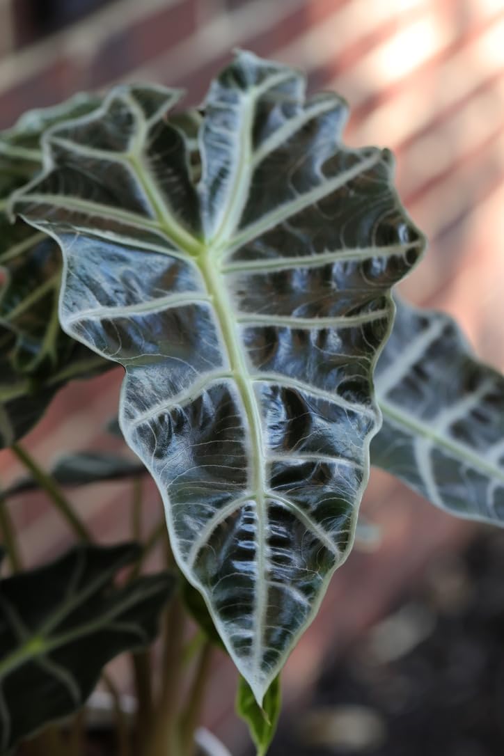 PLANTVERS Alocasia Polly Plant in a 4INCH Nursery Pot - Tropical Air Purifying Indoor Plants - Low Light Indoor Plant - Easy Care Houseplants