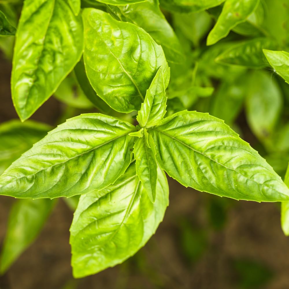 2 Sweet Basil Plants, 4 Inc Pot, Herb Plant Live Planting