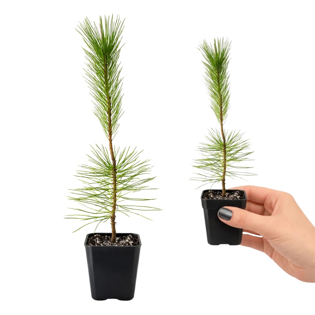 My Shelfie - Japanese Black Pine Bonsai Tree, Tall Bonsai Tree Live, Live Plants for Outdoor or Indoor Garden, 2-Inch Pot