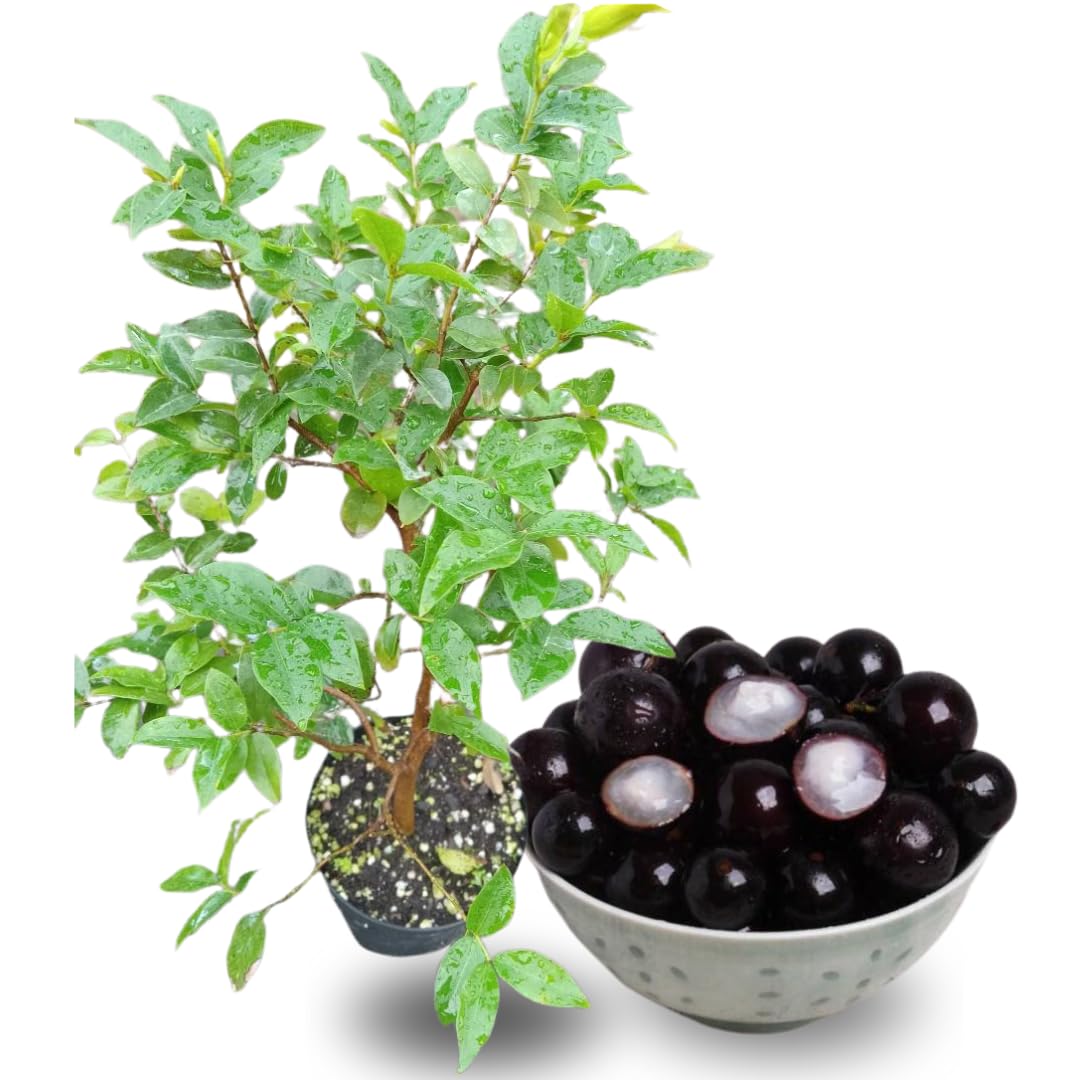 1 Year Old Jabuticaba Plant, Jaboticaba Brazilian Grape Tree Live, 10 to 12 Inches Seedling for Planting