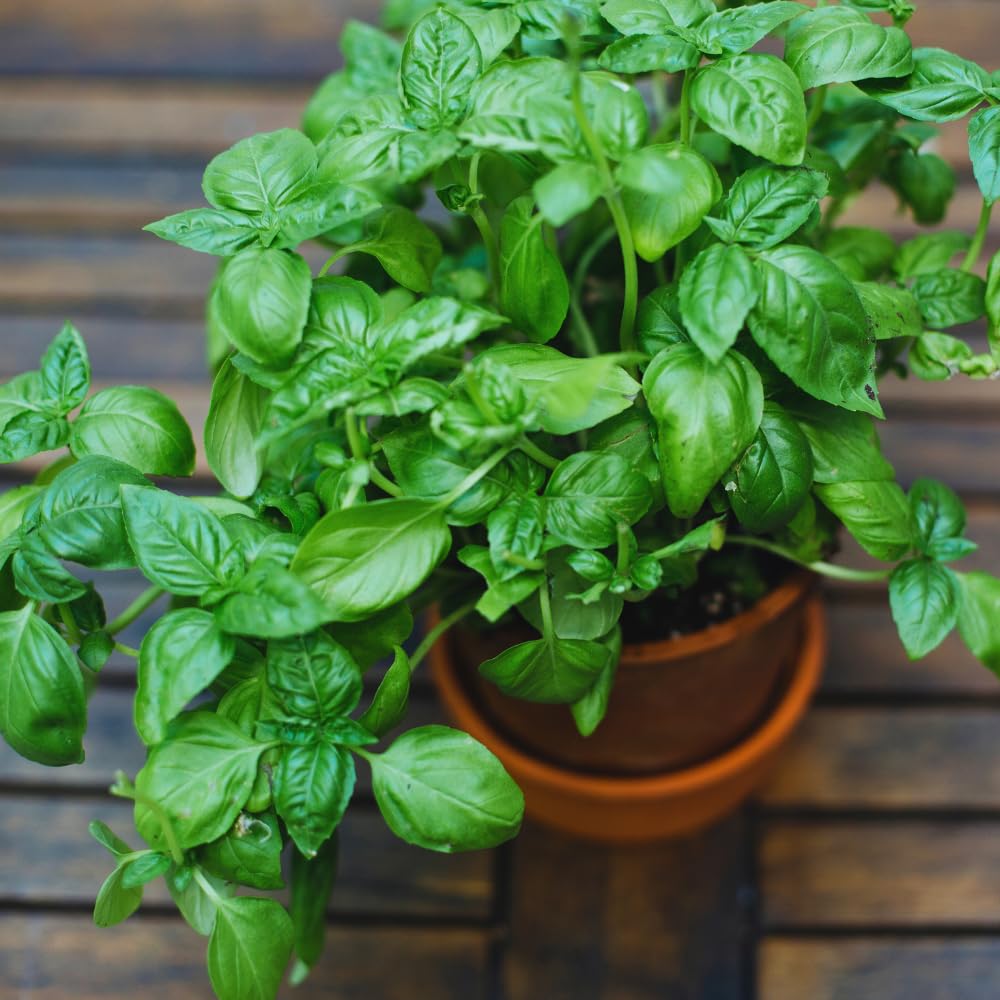 4 Basil Plants, Sweet Basil Plants Live for Indoors, Herb Plant Live, 4 to 6 Inches