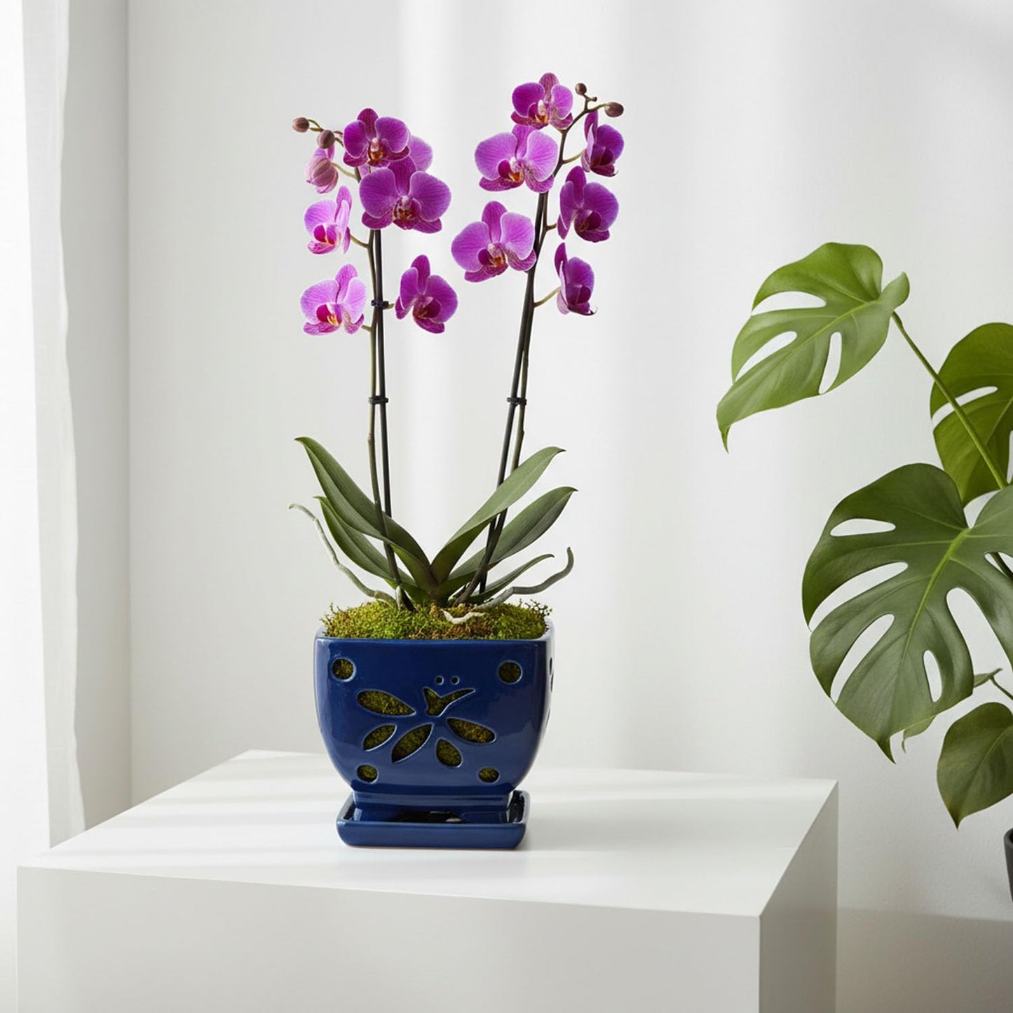 Grdthzey Orchid Pots with Holes Square Ceramic Orchid Planter Pots 5.7 inch (Blue)