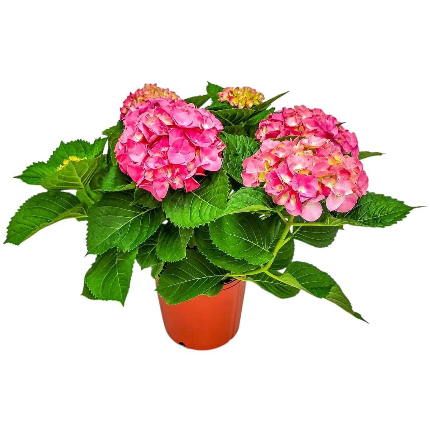 Live Plant Hydrangea Pink Merritt Supreme - Tropical Plants of Florida - 20 inch to 24 inch Overall Height (Plant Only)