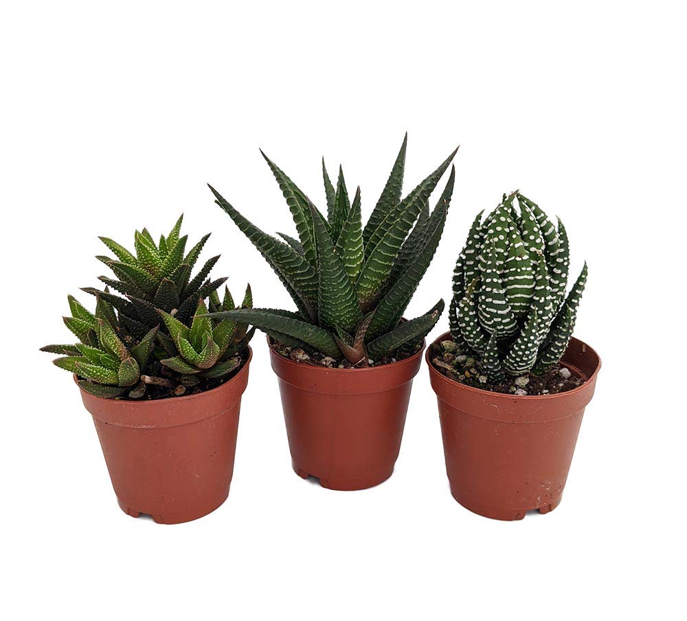 Super Sale - Haworthia Collection 3 Plants - Easy to Grow/Hard to Kill - 2" Pot