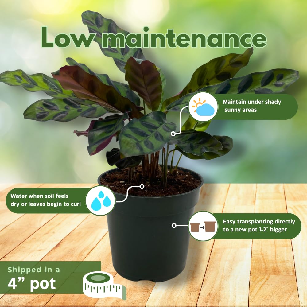 Calathea Lancifolia, Rattlesnake, Prayer Plant, Rattle Snake, 4 inch Pot
