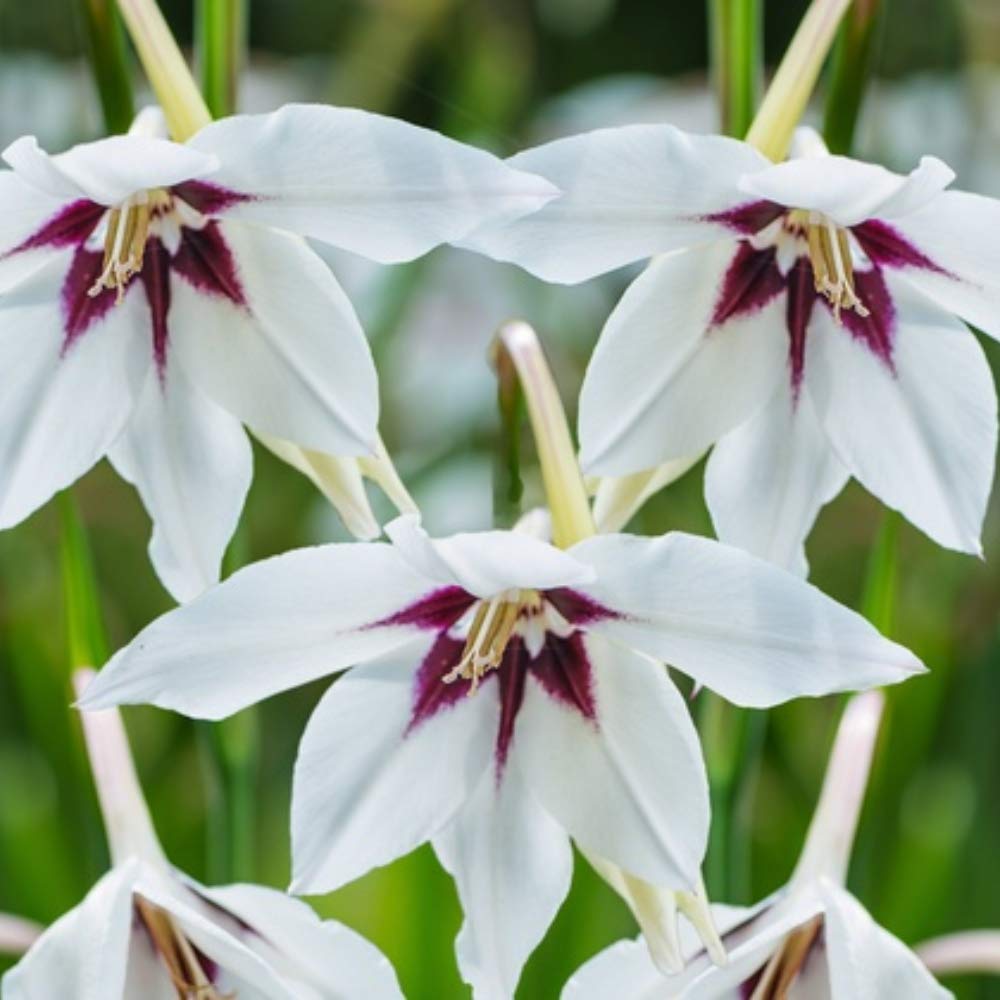 Amazing Deal - Complete Spring & Summer 100 Bulbs - Garden Party Flower Bulb Collection - Beautiful Sun Loving Flowers with Large Corolful Blooms - Variety Colors - Butterflies, Bees & Hummingbirds