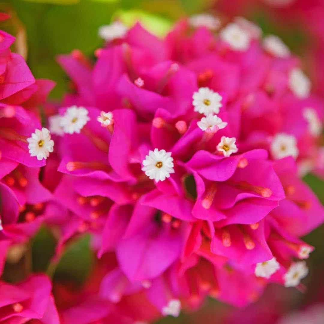 Red Purple Bougainvillea Tree Live Plant, 1 Year Old Ready to Plant Outdoor, Very Hardy