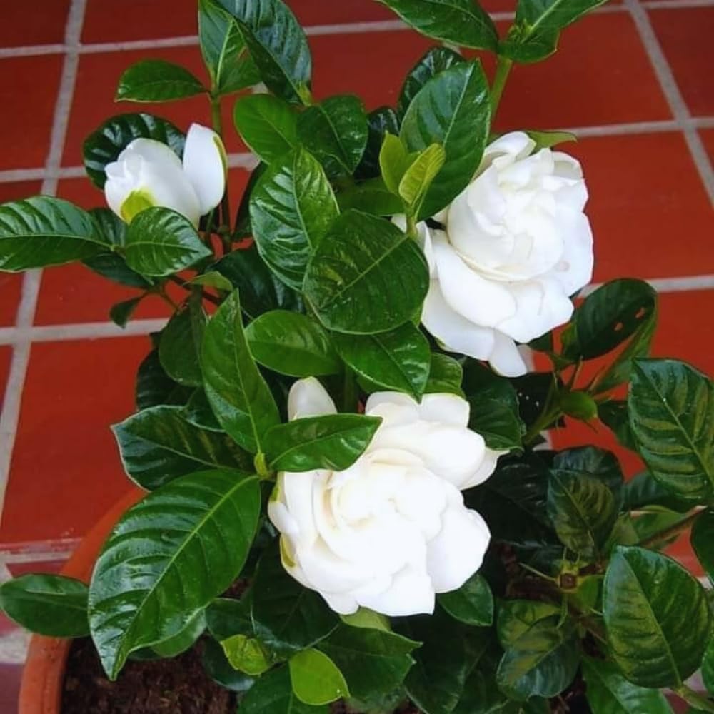 Gardenia Plant, Cape Jasmine Plants Live, Frost Proof Gardenia Live Plants, 5 to 7 Inc Tall, Easy to Plant Jasmine Shrub Plants