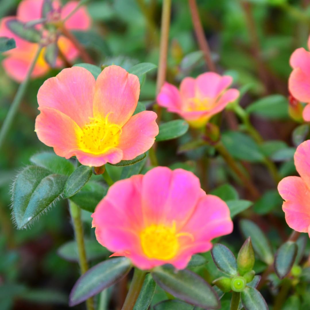 Set of 4 Live Portulaca Plants, Moss Rose Flower Plants, 4–7 Inches Tall, Well-Rooted, Ready to Grow (Hot Pink Portulaca)