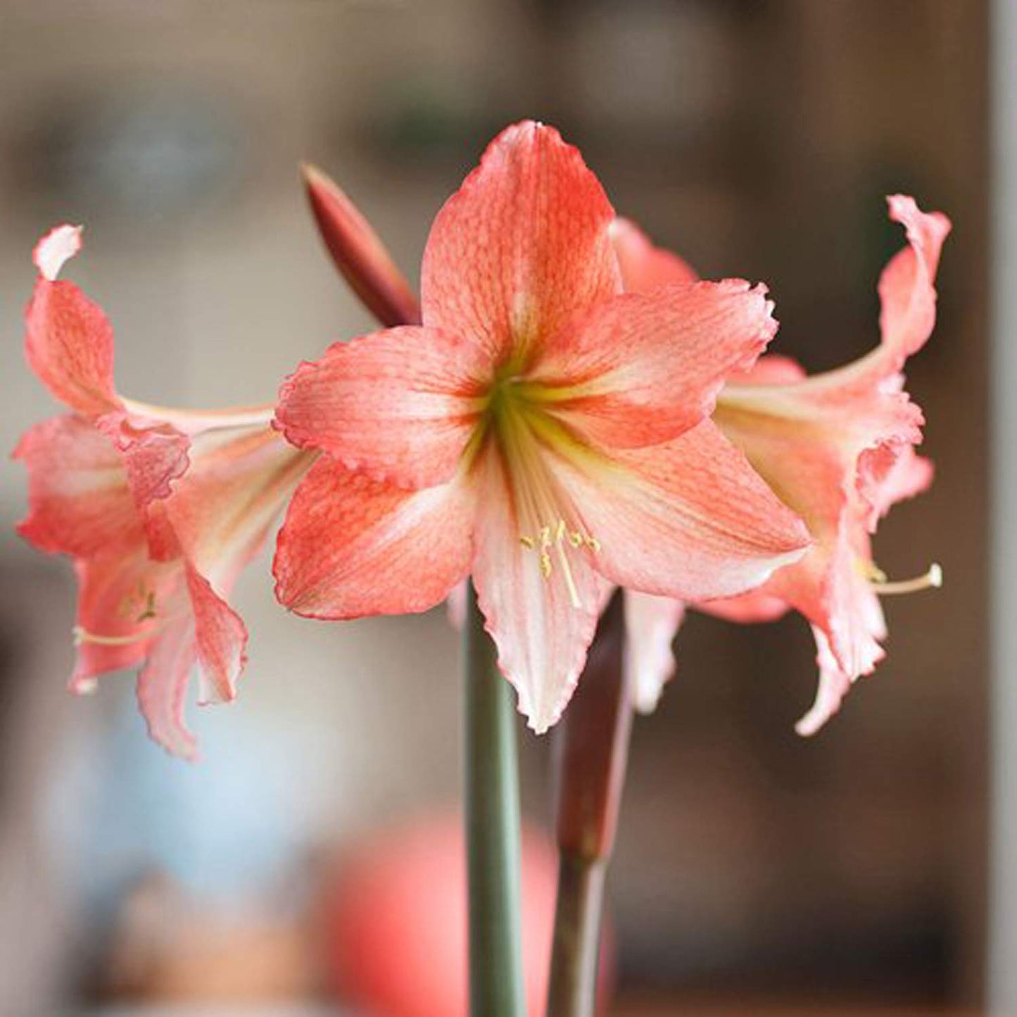 UtopiaSeeds Tinkerbell Amaryllis Bulb - Peach Amaryllis - One Large Bare Root Bulb