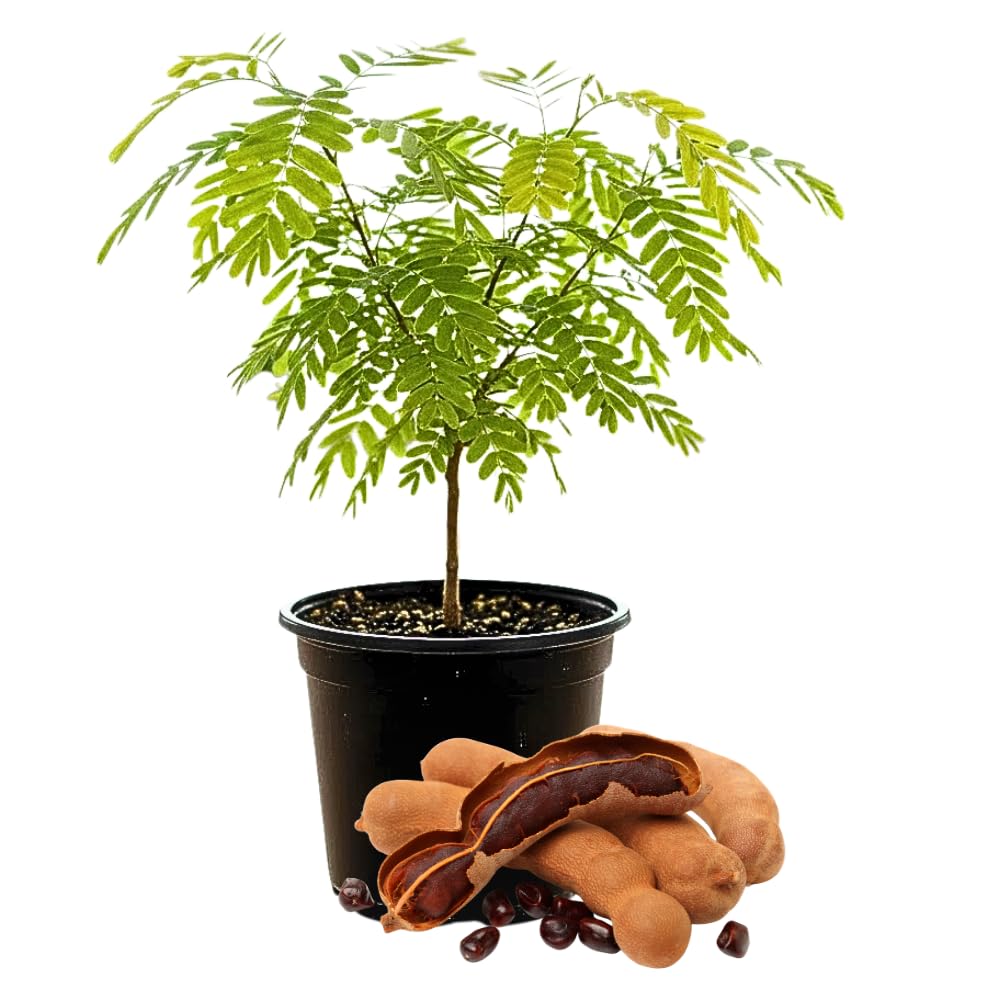 Tamarind Live Plant, Tamarind Tree for Planting, Fruit Perennial Tropical Plants, 2 to 3 feet Tall in 1 Gallon Pot