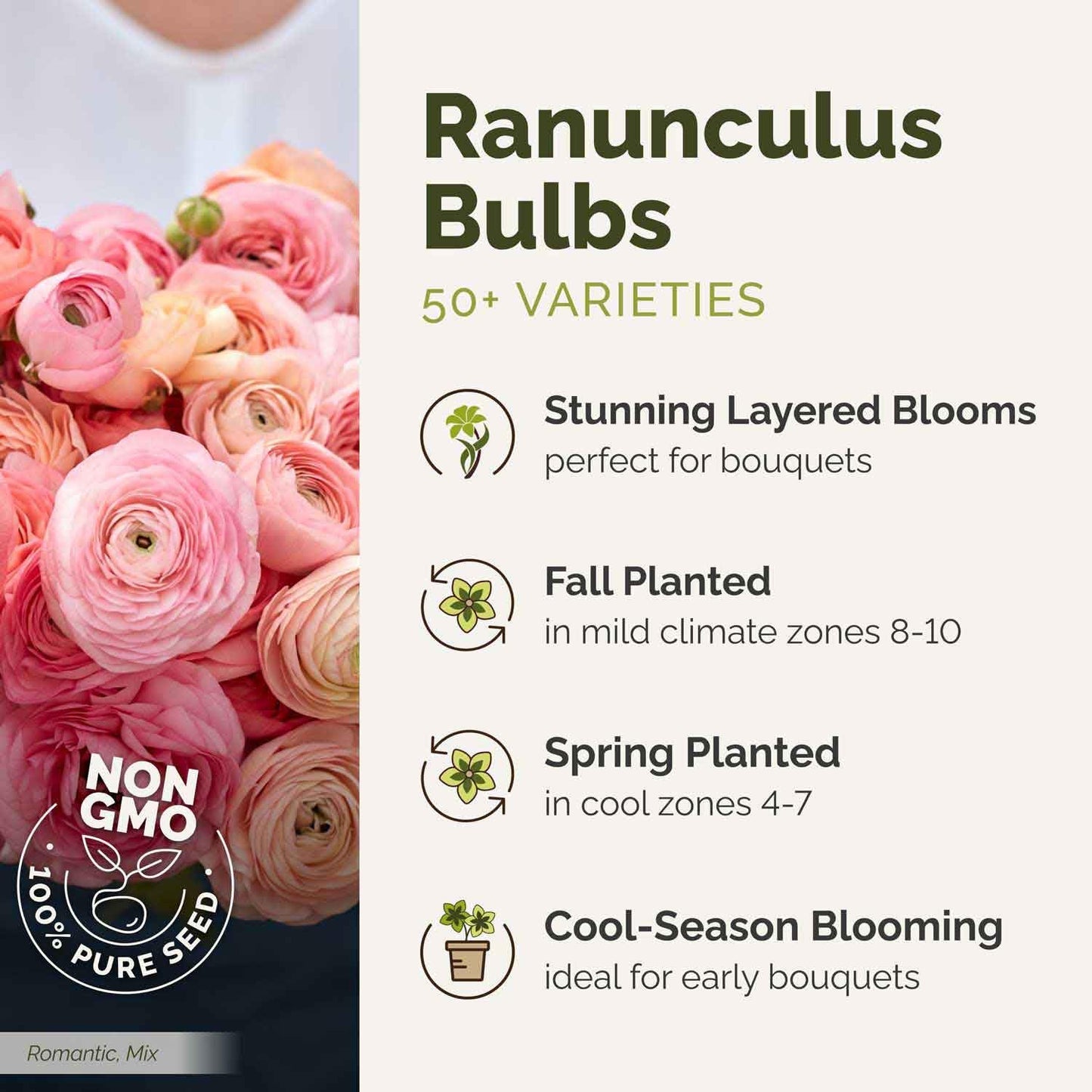 Eden Brothers Ranunculus Bulbs - Lipstick Mix