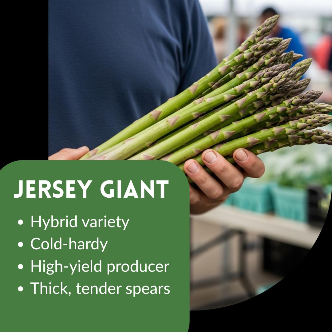 Jersey Giant Live Asparagus Bare Root Plants - 2yr Crowns - Grow Giant Asparagus (5 Plant)