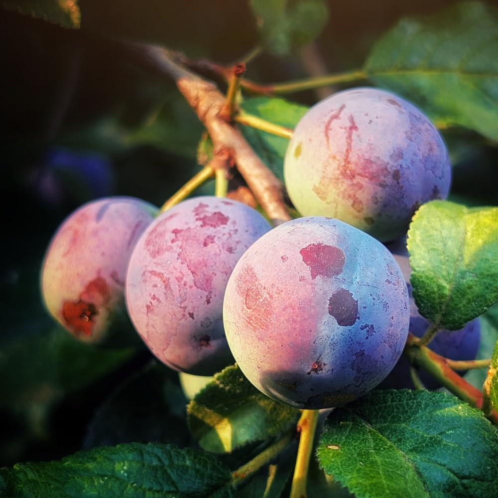 Methley Plum Trees Live Plants, Live Plum Tree in 3 Gal Pot, Large Plant from 3 Feet Tall, Sweet and Juice Fruit for Outdoor Gardening, No Ship to CA