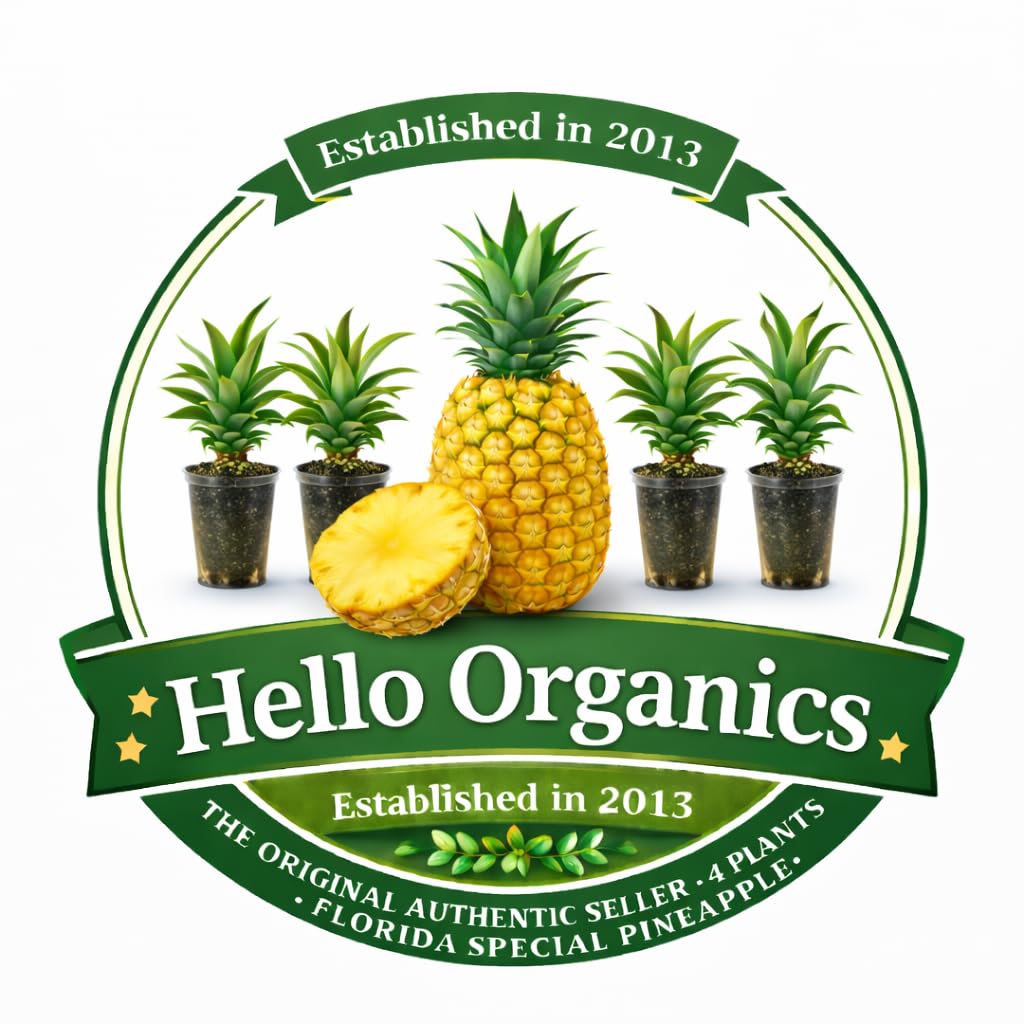 Pineapple Plants Florida Special Includes Four (4) Plants