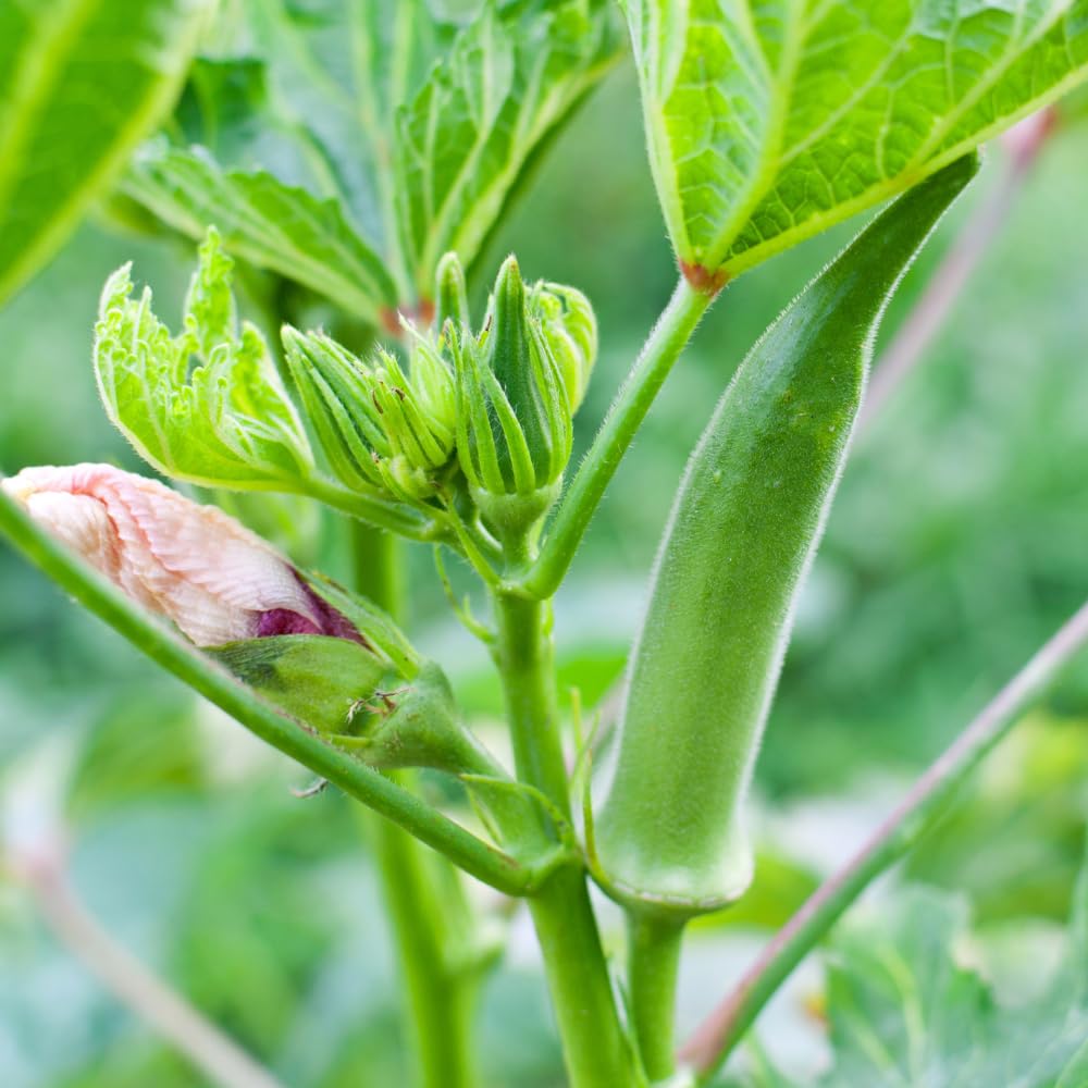 2 Okra Plants Live, Green Okra Live Plant, 4 Inc Potted