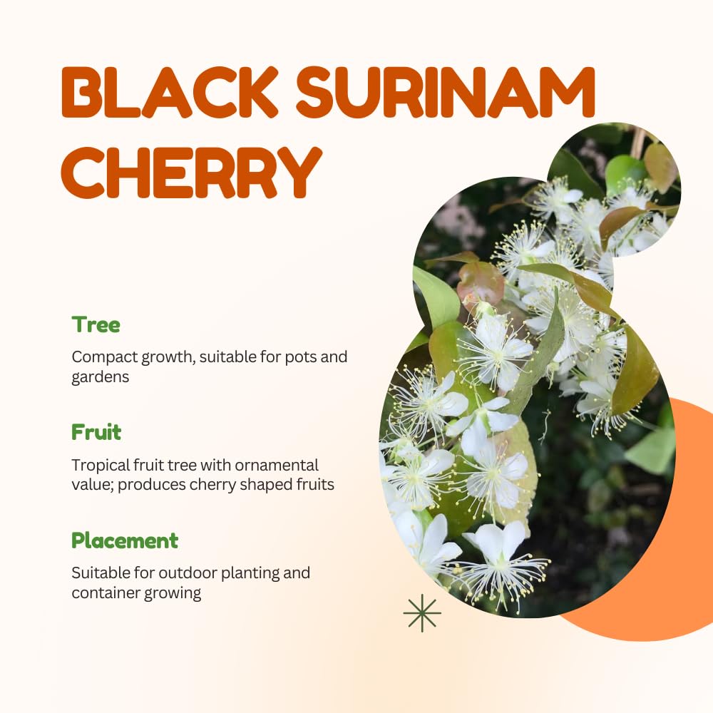 Black Surinam Cherry Plant Live, Cherry Fruit Trees Live Plants, 22-26 Inc Tall, Well - Rooted in 1 Gallon Pot, Edible and Sweet Fruit for Outdoor Garden and Container Growing