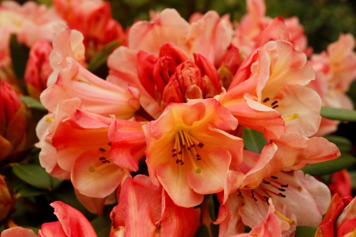 Live Plant - Honey BUTTERAzalea Rhododendron Deciduous Starter Planta Beautiful Color