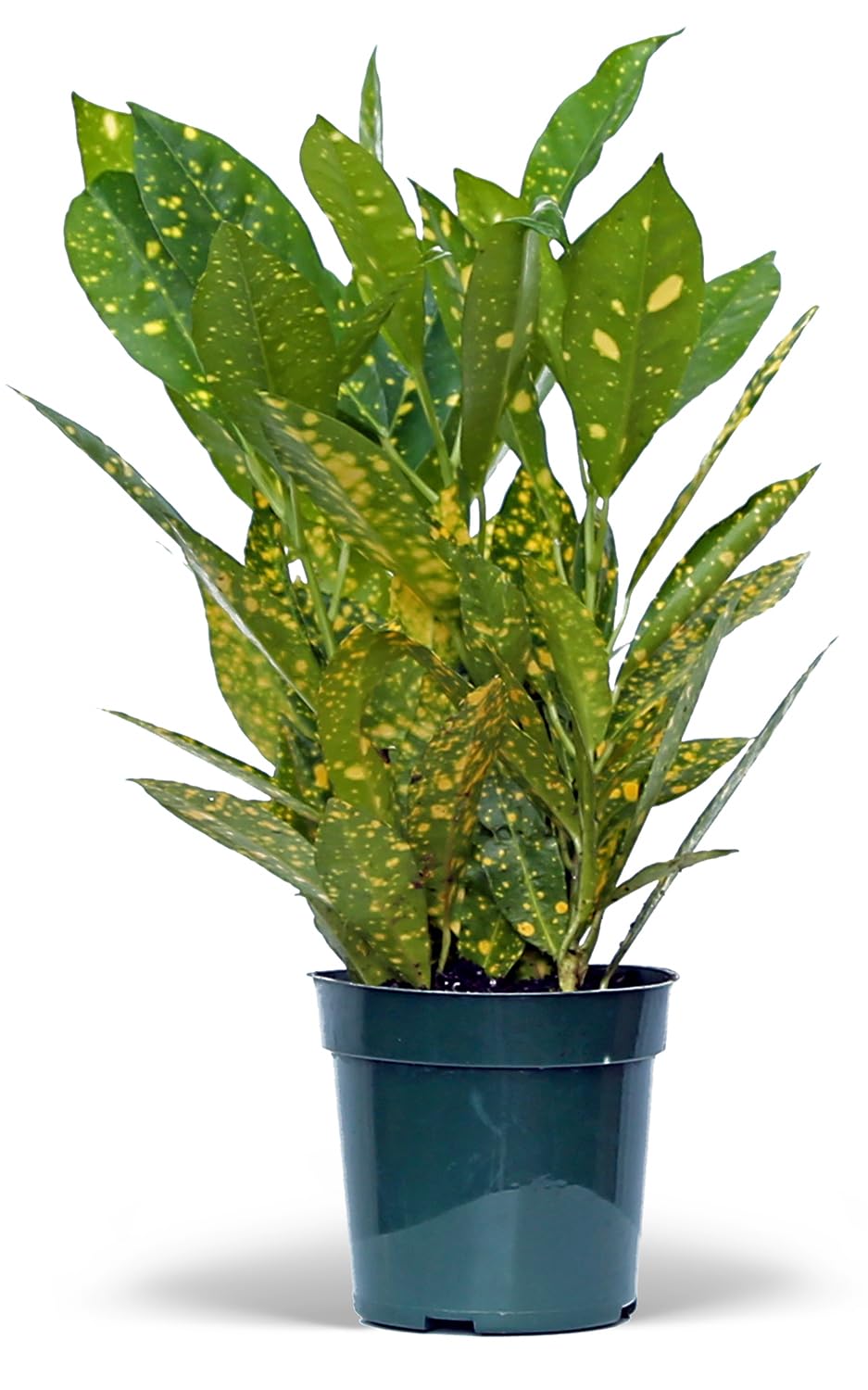 4 Pack Live Croton Gold Dust, Indoor Potted Houseplant, Housewarming Gift, Plant Lover Gift, Christmas Gift, Birthday Gift, Office Plant in 4" Pot