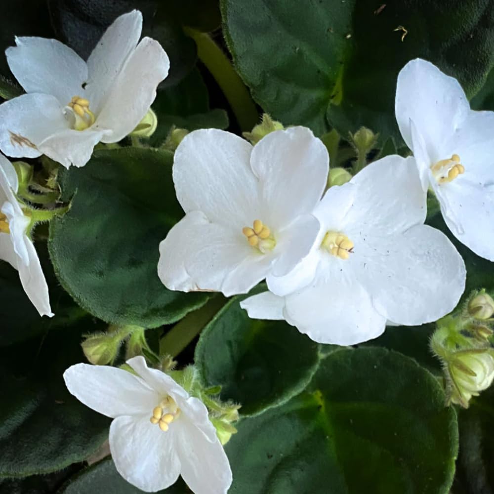 African Violet Live Plant Houseplant in 4" Pot, Blooming Indoor Plant for Home or Office with Vibrant Flowers (White African Violet)