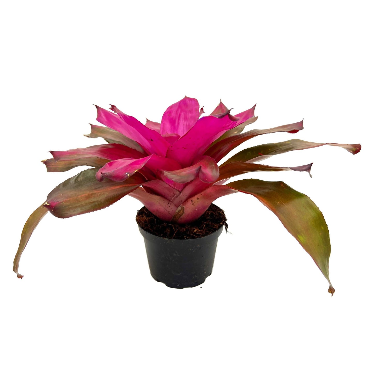 ragnaroc Live Plants – Bromeliad Neoregelia Tatiana, 8-12" in 6" Pot - 1ct - Live Arrival Guaranteed - House Plants for Home Decor & Gift