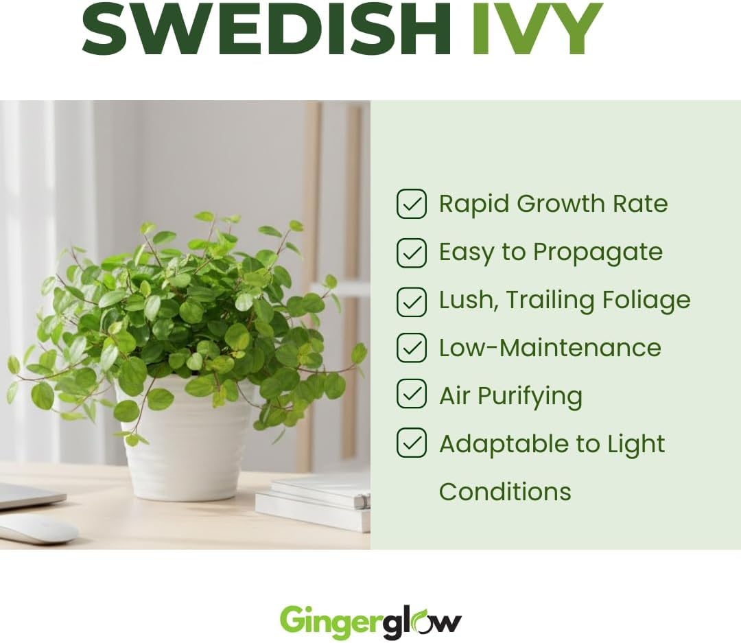 2 Swedish Ivy Plants Live House Plants, Swedish Ivy in 3.25 Inch Pot, Lush Trailing Greenery for Indoor Spaces, Desks & Window Areas, Easy to Grow