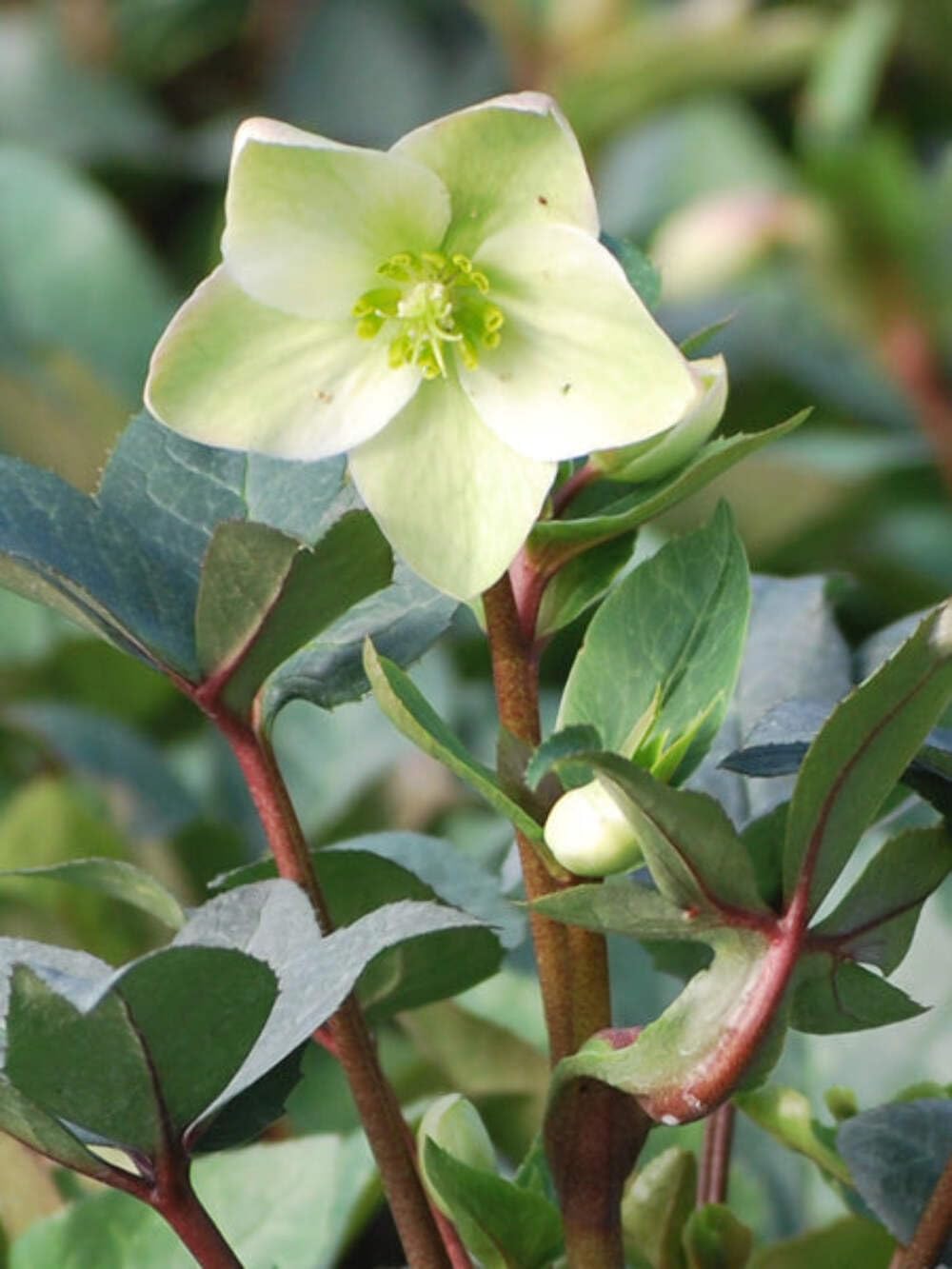 Perennial Farm Marketplace Helleborus ‘Ivory Prince’ (Lenten Rose) Live Perennial, Size-Quart, Ivory Late Winter to Spring Flowers with Evergreen Foliage