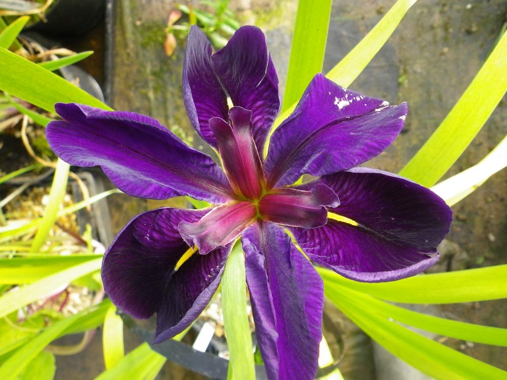 Louisiana Iris Bog Pond Plant - Black Gamecock - Dark Purple Louisiana Iris Marginal Pond Plant from AquaLeaf Aquatics