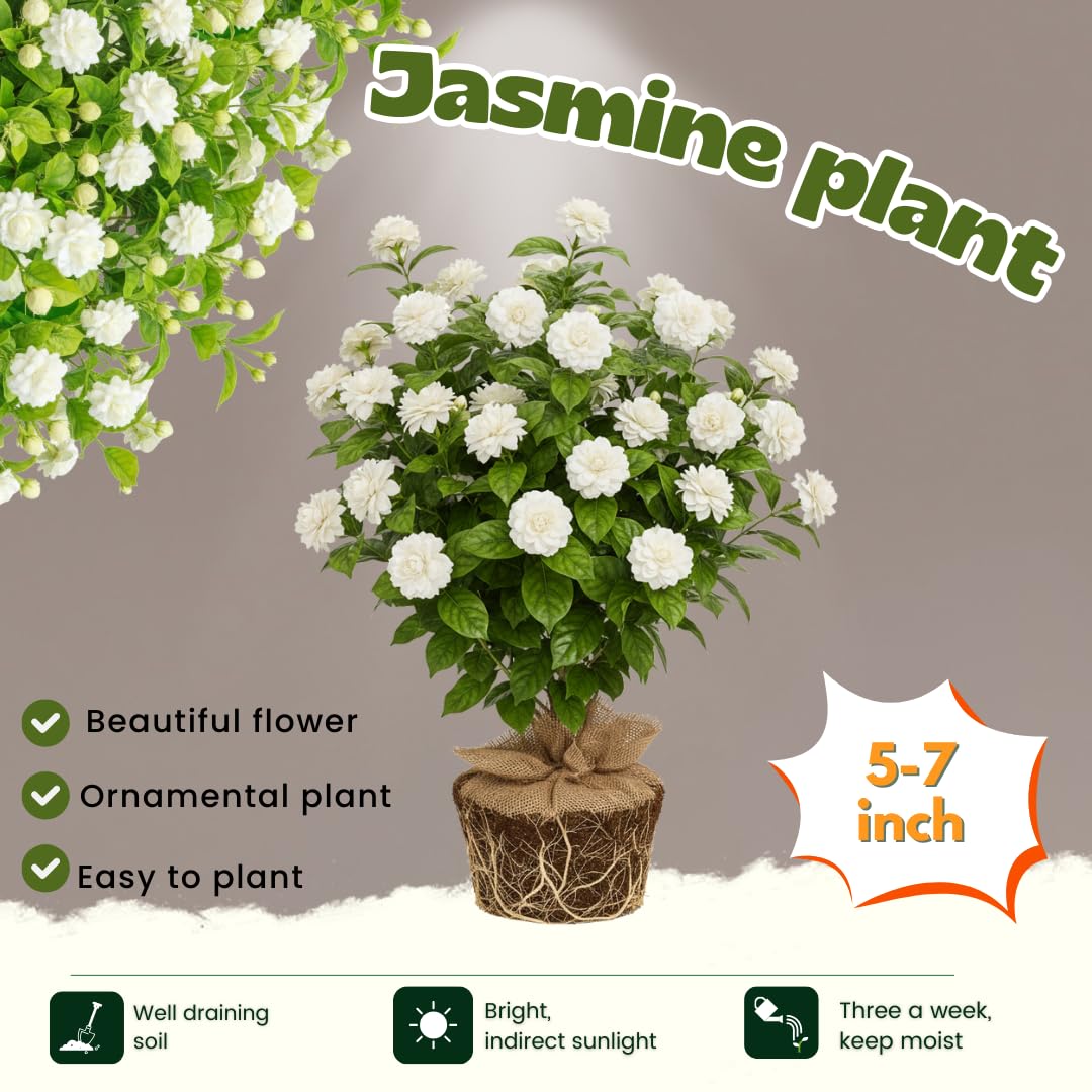 Jasmine Plant Live, Grand Duke of Tuscany Jasmine Flower Plant, 5 to 7 Inc Tall