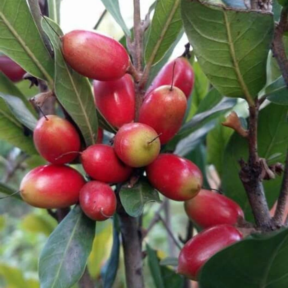Miracle Fruit Tree 1-2ft Tall, Miracle Fruit Tree Plant Live for Planting in Garden, in 1 Gallon Pot, No Ship to CA