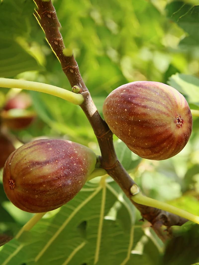 Live Olympian Fig Tree (5-9") - Award Winning Ficus Carica - Ultra Cold Hardy Zone 6-10 - Large Sweet Fruit - Self-Pollinating Container or Garden Patio Plant - Heavy Producer