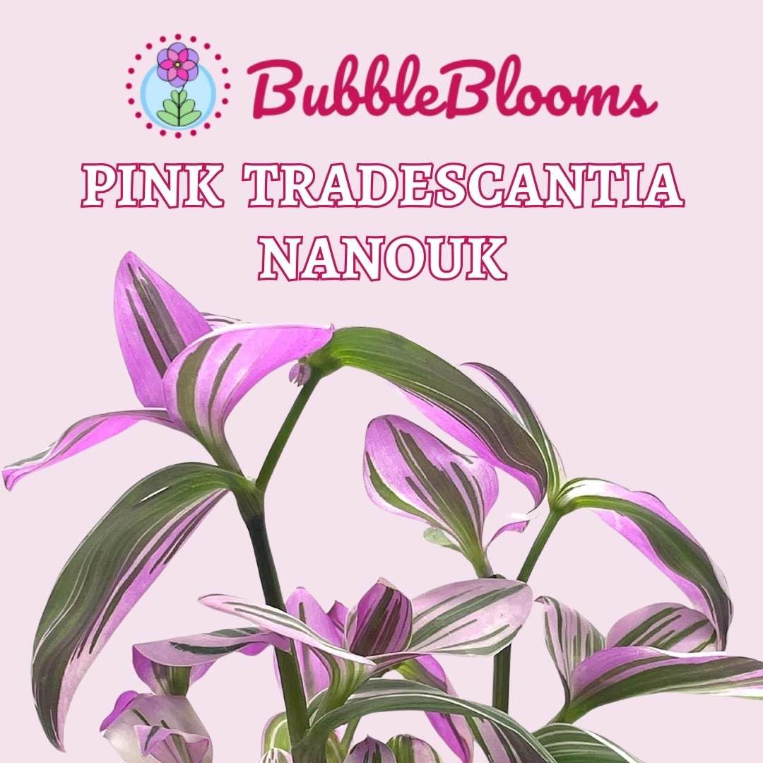 BubbleBlooms Pink Tradescantia Nanouk, in a 4 inch Pot Pink Variegated Wandering Dude