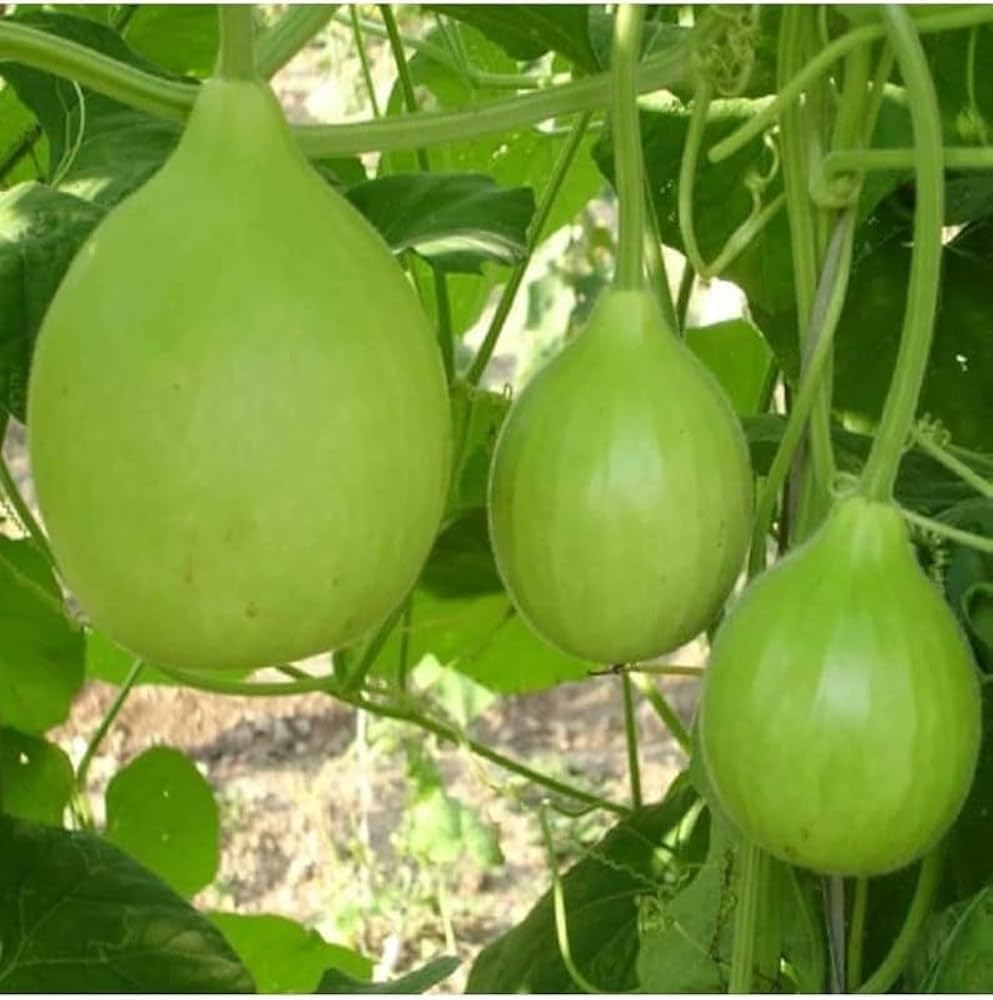 Indian Round Bottle Gourd Seeds for Planting, Easy to Grow Vegetable Seeds for Home Garden, Terrace Gardening, Balcony Planters, and Outdoor Growing (Pack of 25)